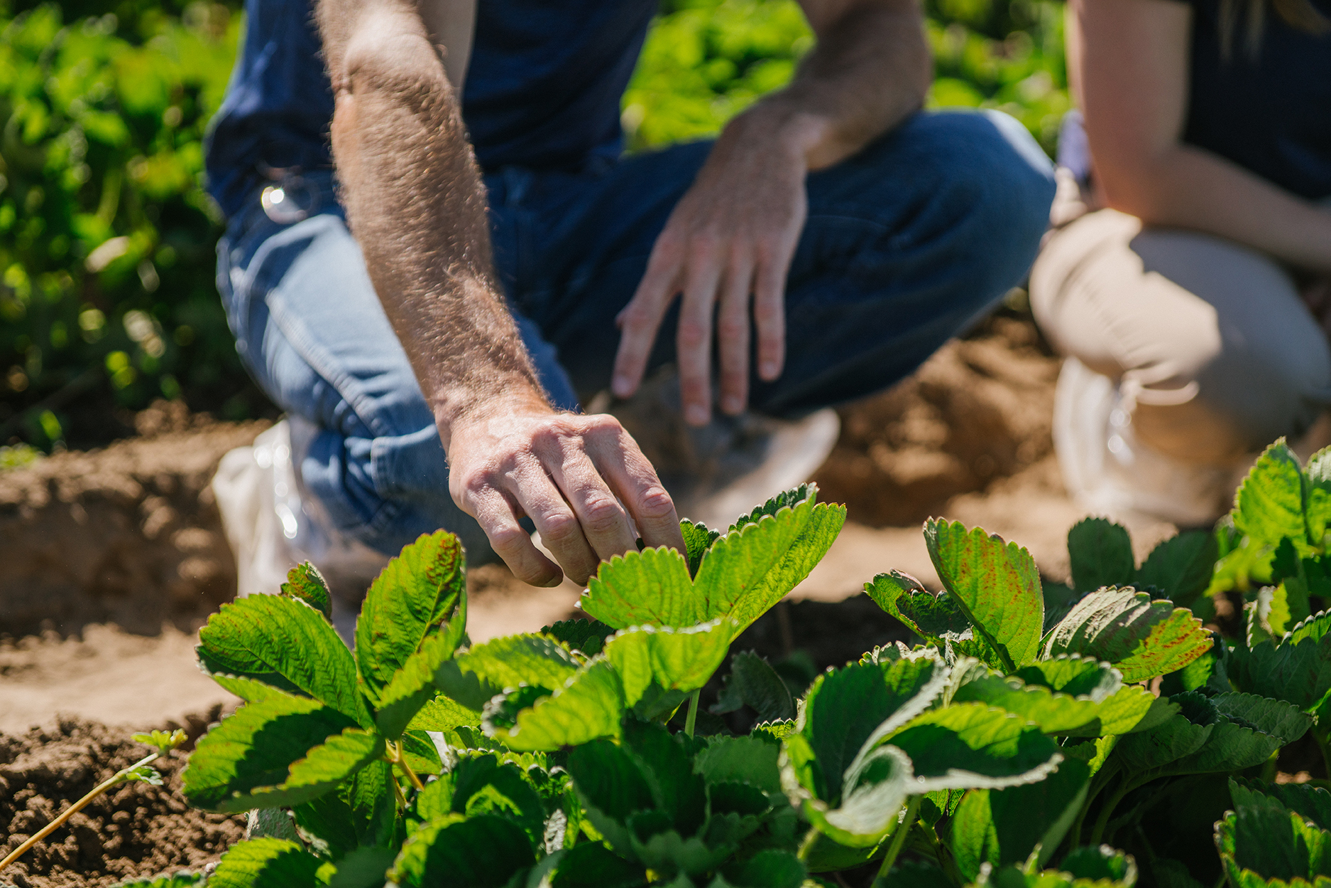 Sustainable Agriculture